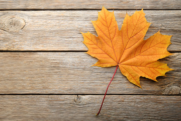 Naklejka na ściany i meble Dry maple leaf on grey wooden table
