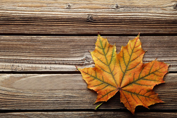Naklejka na ściany i meble Dry maple leaf on brown wooden table