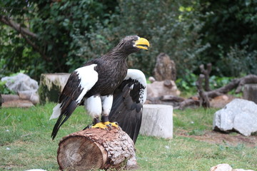 Madrid zoo