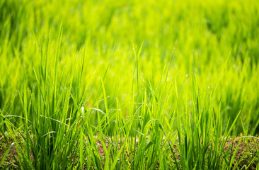 The rice fields background during the period of planting rice in the morning are wind-blowing and sunlight. In agriculture and environmental concepts.