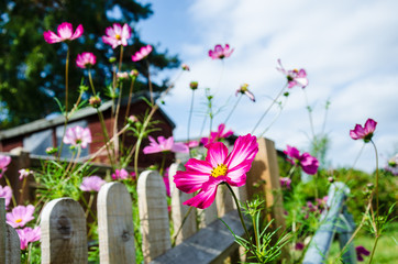 Pink Cosmos flowers in a garden. - Powered by Adobe