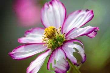 Obraz premium Close up view of a pink and white Cosmos flower.