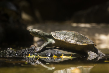 Asian forest tortoise on the wood in the water