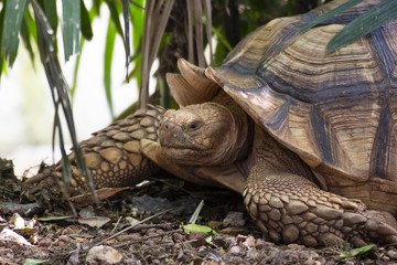 Naklejka premium Close up Asian giant and Sulcata tortoise Grab the grass in the zoo