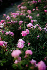 Fototapeta premium Tea Rose Field.