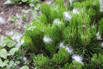 artificial snow in the form of fluff, sprayed from the gun during the shooting of the film and stuck in a young pine tree