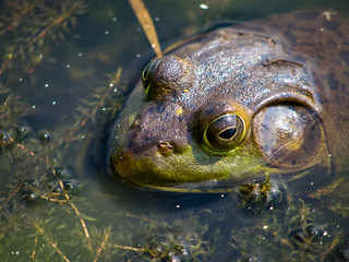 Frog 