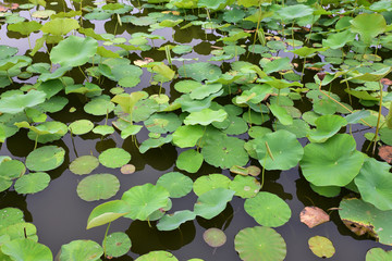 Feuilles de lotus en été