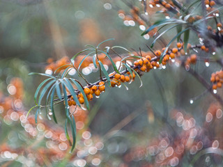 sea buckthorn