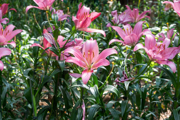 Obraz premium Lilly flower in the garden.