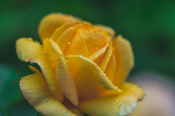 Beautiful Rose