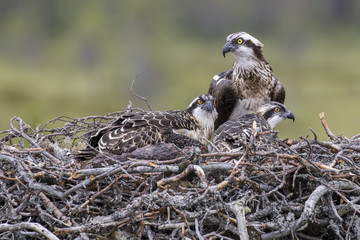 Osprey Family