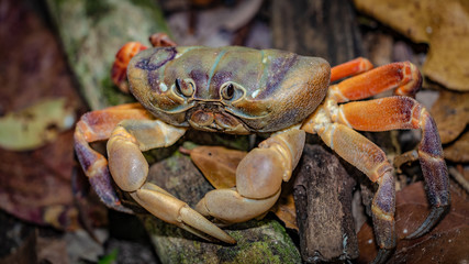 Hairy Leg Mountain Crab 