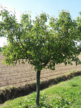 Pear tree with green leaves against plowed field . Tuscany, Italy