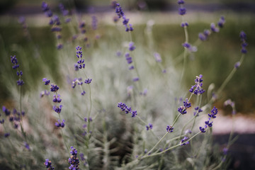 Fototapeta premium Lavender Field