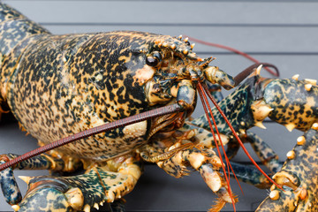 Homard breton vivant après la pêche