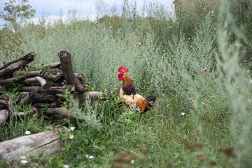 Fototapeta premium Beautiful rooster bred on the ground in the Moldova countryside.