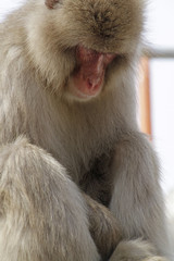 Fototapeta premium Snow Monkey near Nagano, Japan