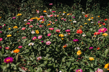 Summer flower garden