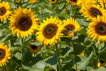 Fototapeta na wymiar Yellow blooming sunflower
