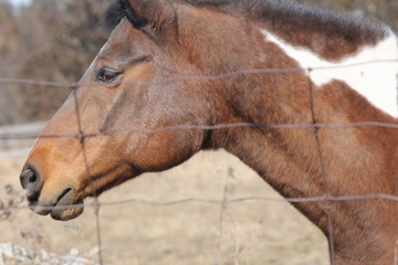 Brown horse, head and shoulder, standing sideways against a wire meshed fence.            