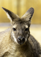 kangaroo