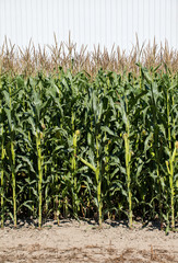 Green Corn Field