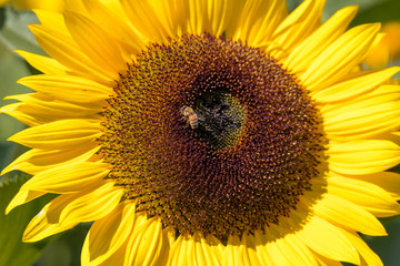 Obraz premium Yellow blooming sunflower