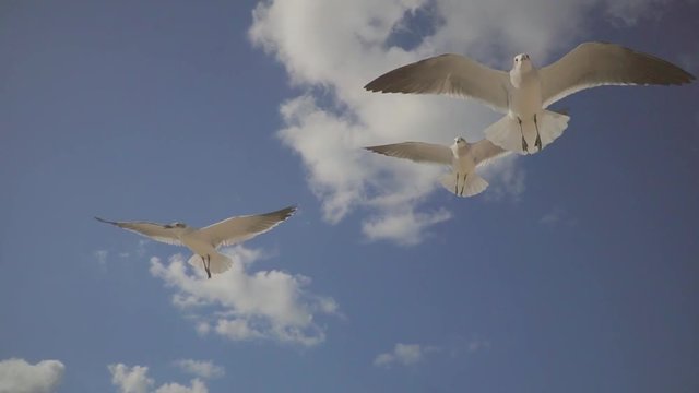 White birds are hovering over camera in sunny day against blue sky. Seagulls are flying and waving wings
