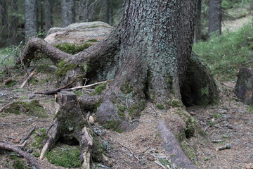 old tree in the forest