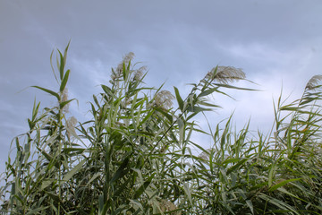 Thickets of reeds on the shore of the lake