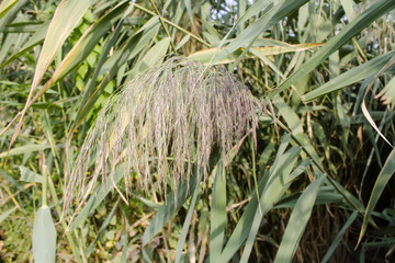 Thickets of reeds on the shore of the lake