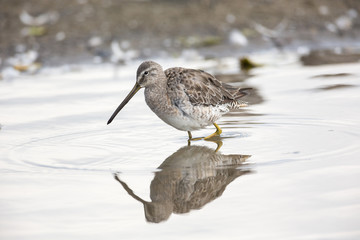 Long billed dowitcher