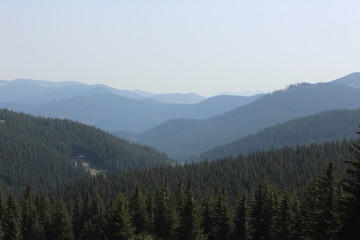 View of the forest from a height