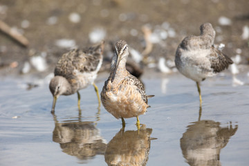 Long billed dowitcher