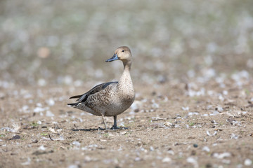 Northern pintail duck