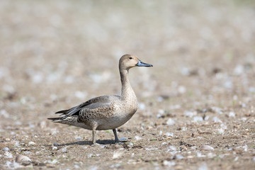 Northern pintail duck