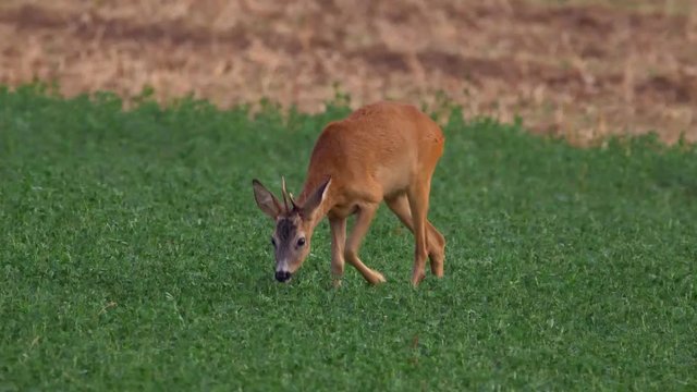 European roe deer (Capreolus capreolus) grazing in alfalfa field