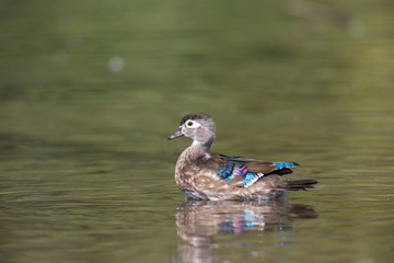 Wood duck bird