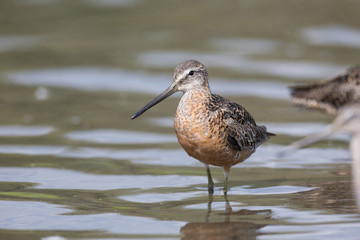 Long billed dowitcher