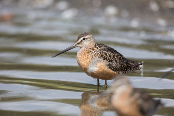Long billed dowitcher