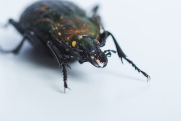 close up of coptolabrus elysii walking alone on white background