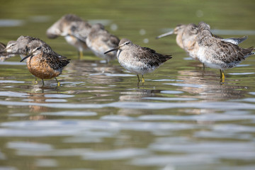 Long billed dowitcher