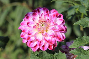 summer riot of flowers