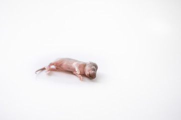 Rat on a white background