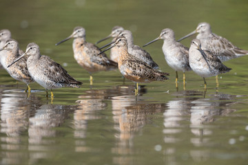 Long billed dowitcher