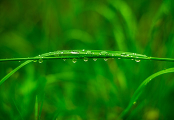 krople deszczu na źdźble trawy © Henryk Niestrój