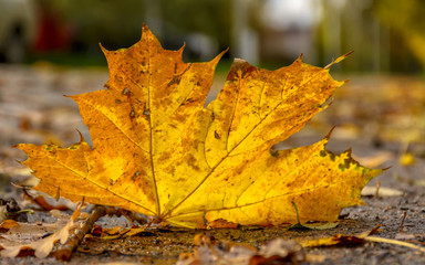 Golden autumn in the village of Ust-Izhora, Leningrad region.  The Bank of the river Neva.