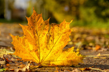 Golden autumn in the village of Ust-Izhora, Leningrad region.  The Bank of the river Neva.