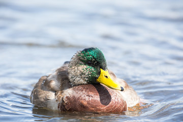 Duck on water